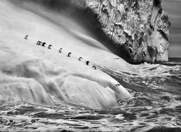 Sebastião Salgado – Genesis