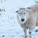 Sheep in the snow